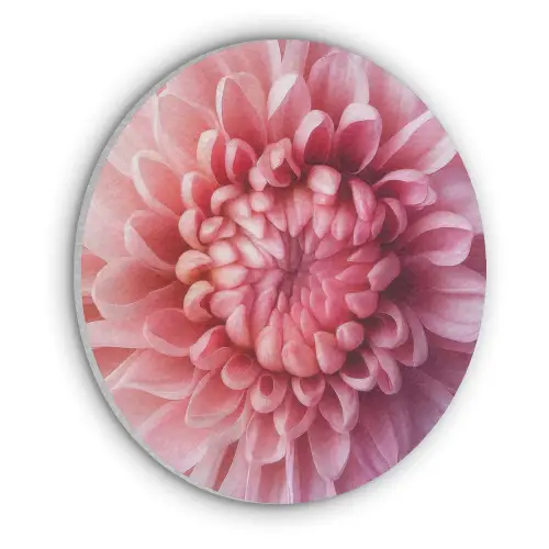 Dahlia - Bloem - Close up - Roze Akoestische PET Vilt - Rond klein -3d