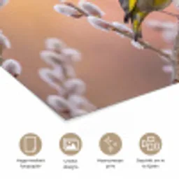 Groenling - Katjes - Lente - Natuur - Zacht poster papier klein -closeup_NL