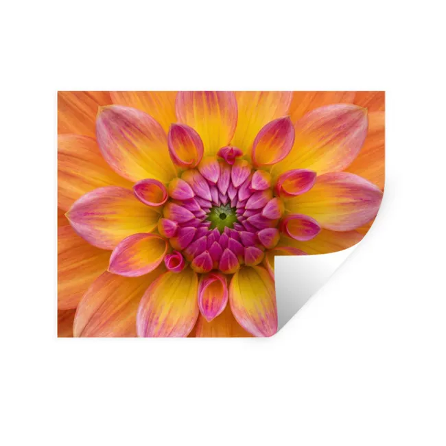 Muursticker - Dahlia - Bloem - Oranje