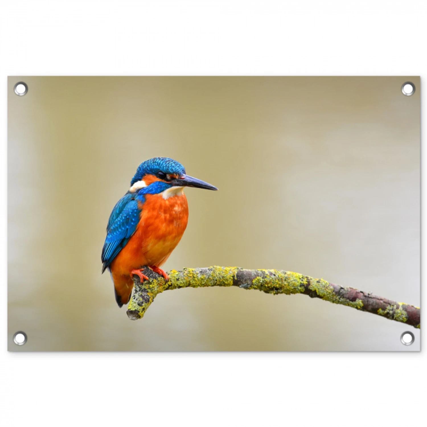 Vogel - IJsvogel - Tak tuinposter los doek klein -3d