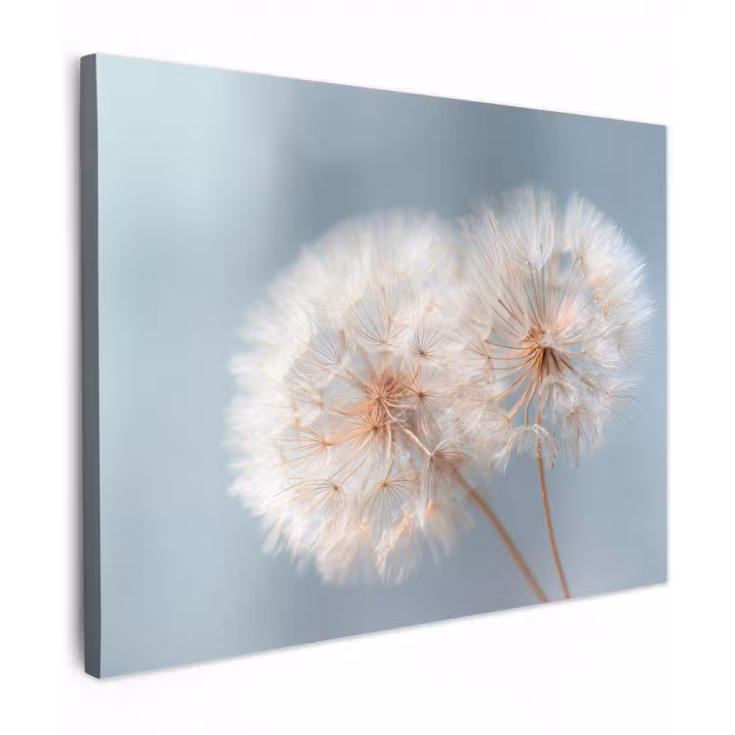 Leinwandbild - Pusteblumen - Flauschig - Weiß