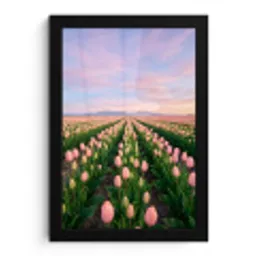 Tulpen - Landschap - Roze fotolijst zwart zonder passe partout klein -3d