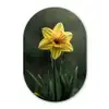 Bloem - Narcis - Gras - Geel Wandcirkel Ovaal Forex klein -3d