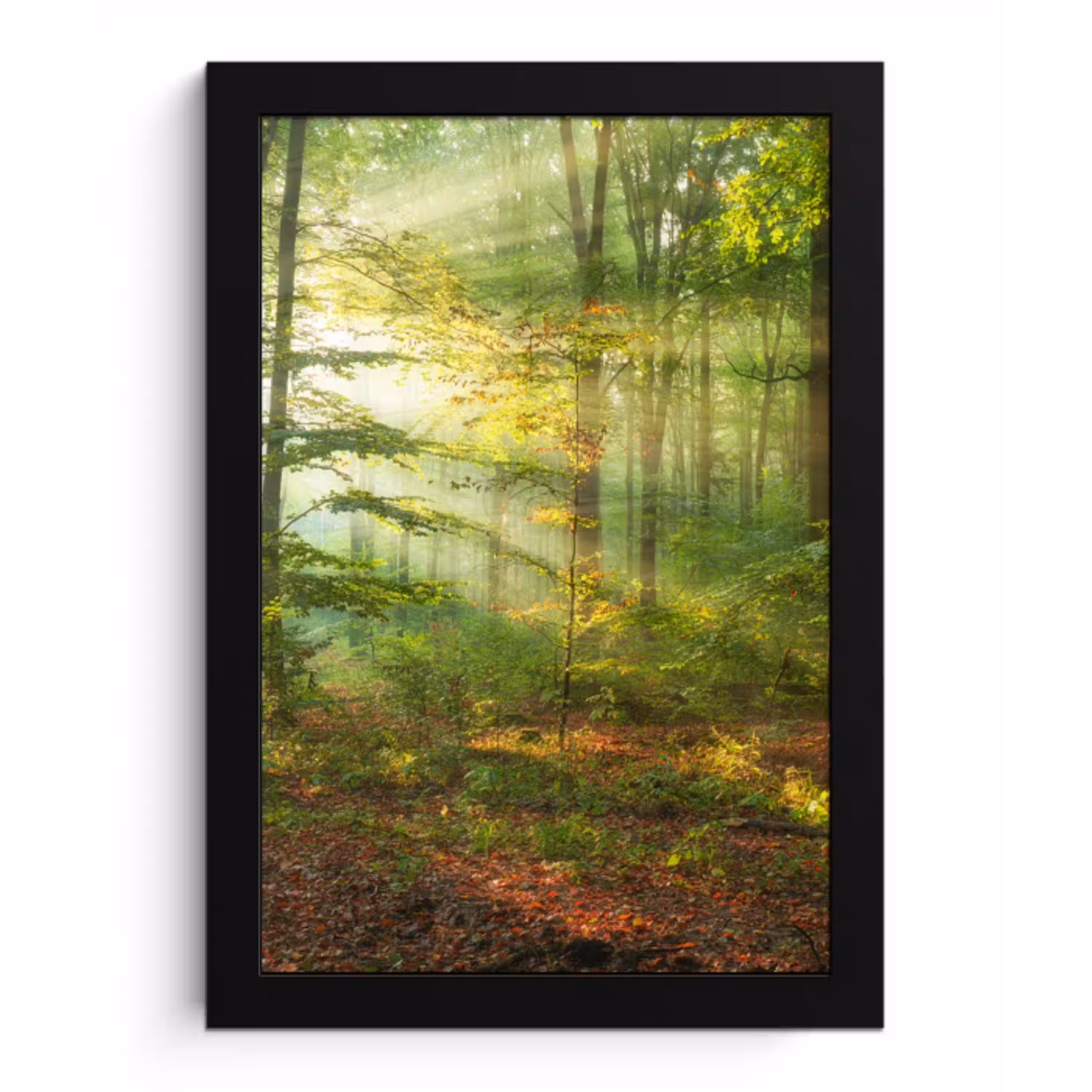 Zon - Bos - Bomen - Natuur - Herfst fotolijst zwart zonder passe partout klein -3d