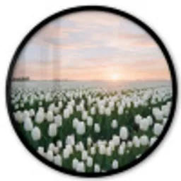 Tulpen - Landschap - Wit Fotolijst rond zonder passe partout klein -3d
