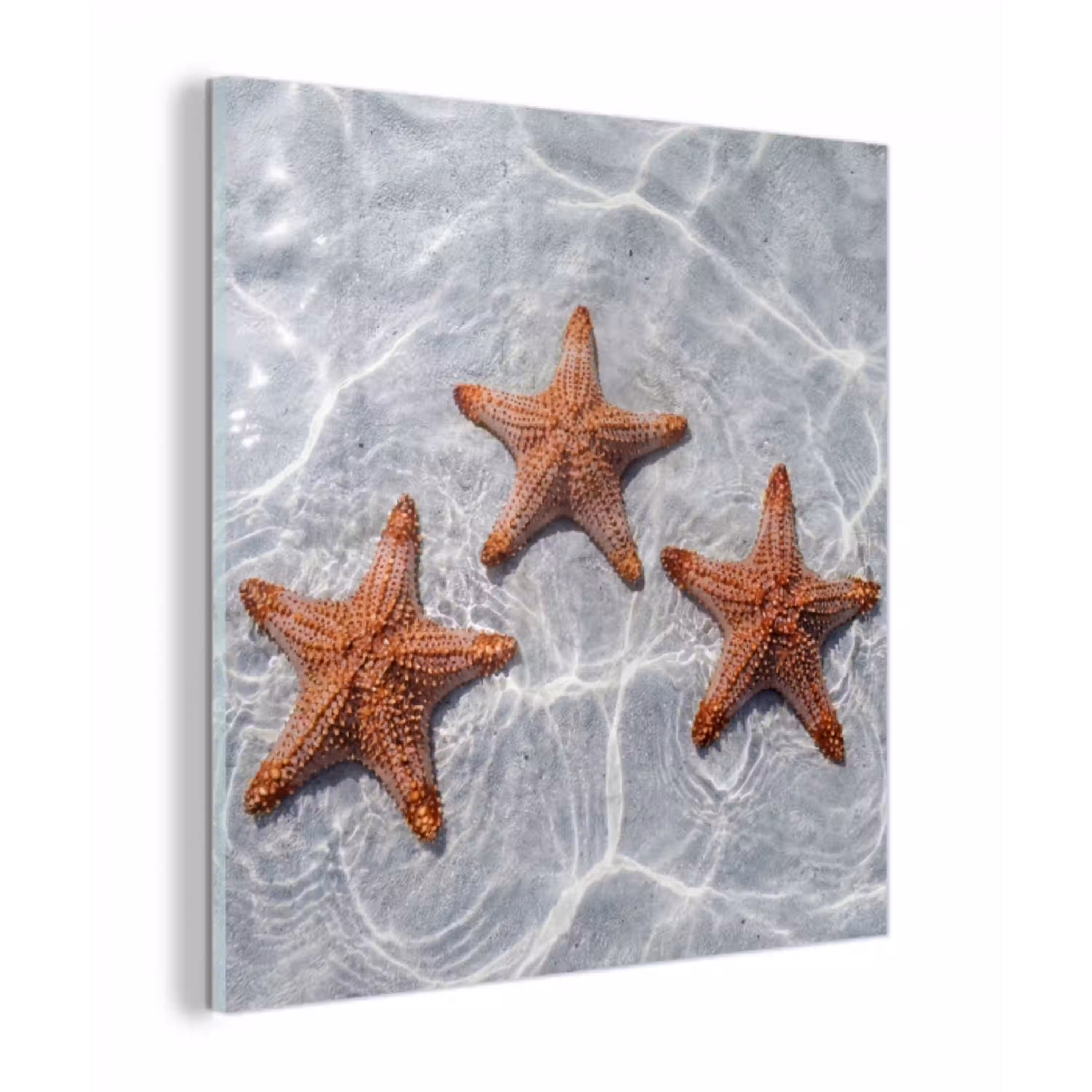 Zeesterren - Water - Helder plexiglas 5mm klein -z3d