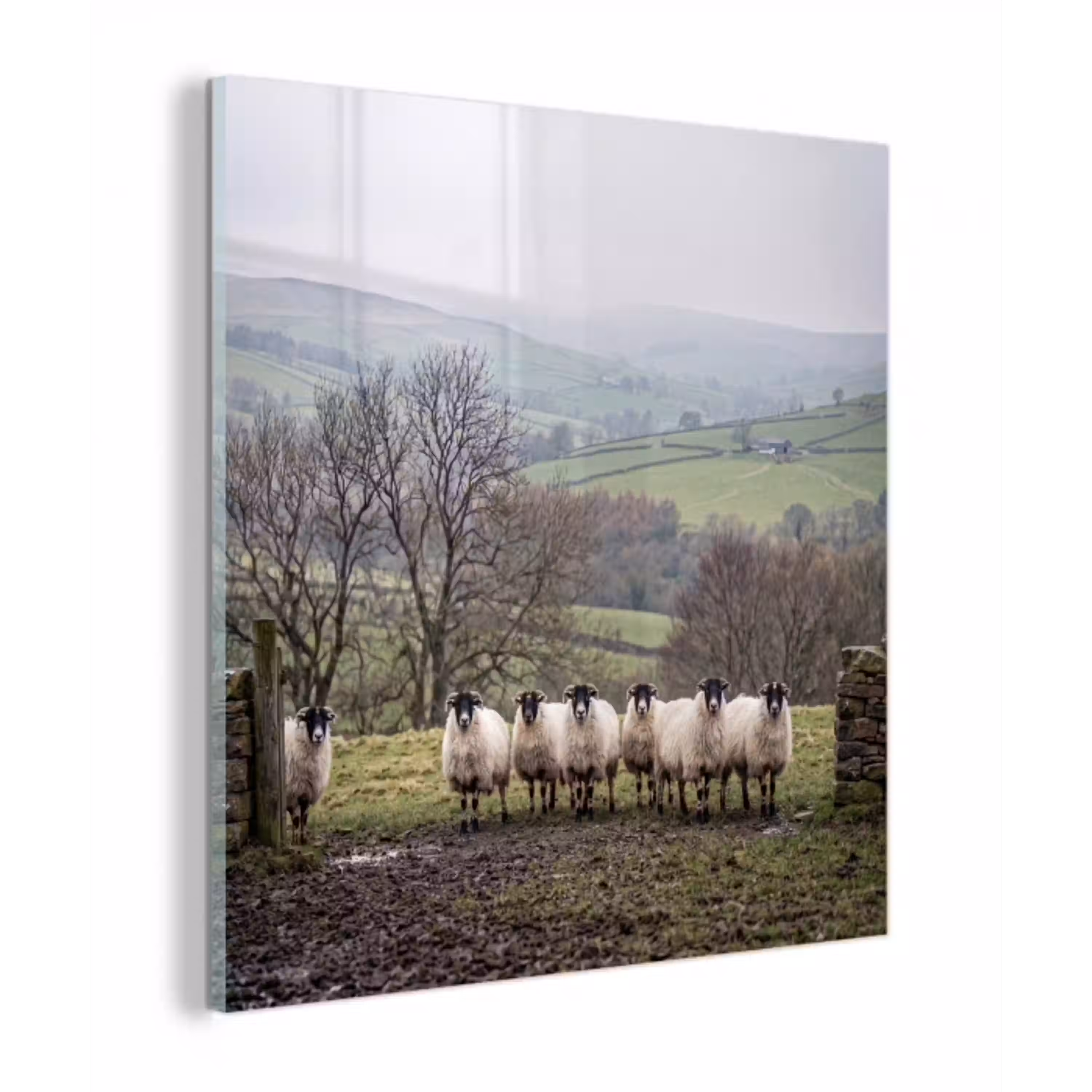 Schapen - Rij - Weide - Dieren - Platteland plexiglas 5mm klein -z3d