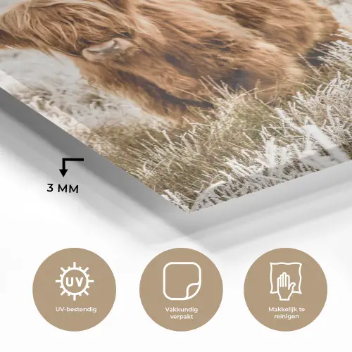 Schotse hooglander - Koe - Natuur - Winter plexiglas 5mm klein -sfeer2