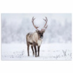 Rendier - Gewei - Toendra - Sneeuw - Wild poster papier klein -3d