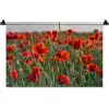Bloemen - Klaprozen - Natuur - Rood Wandkleed katoen klein -zz3d