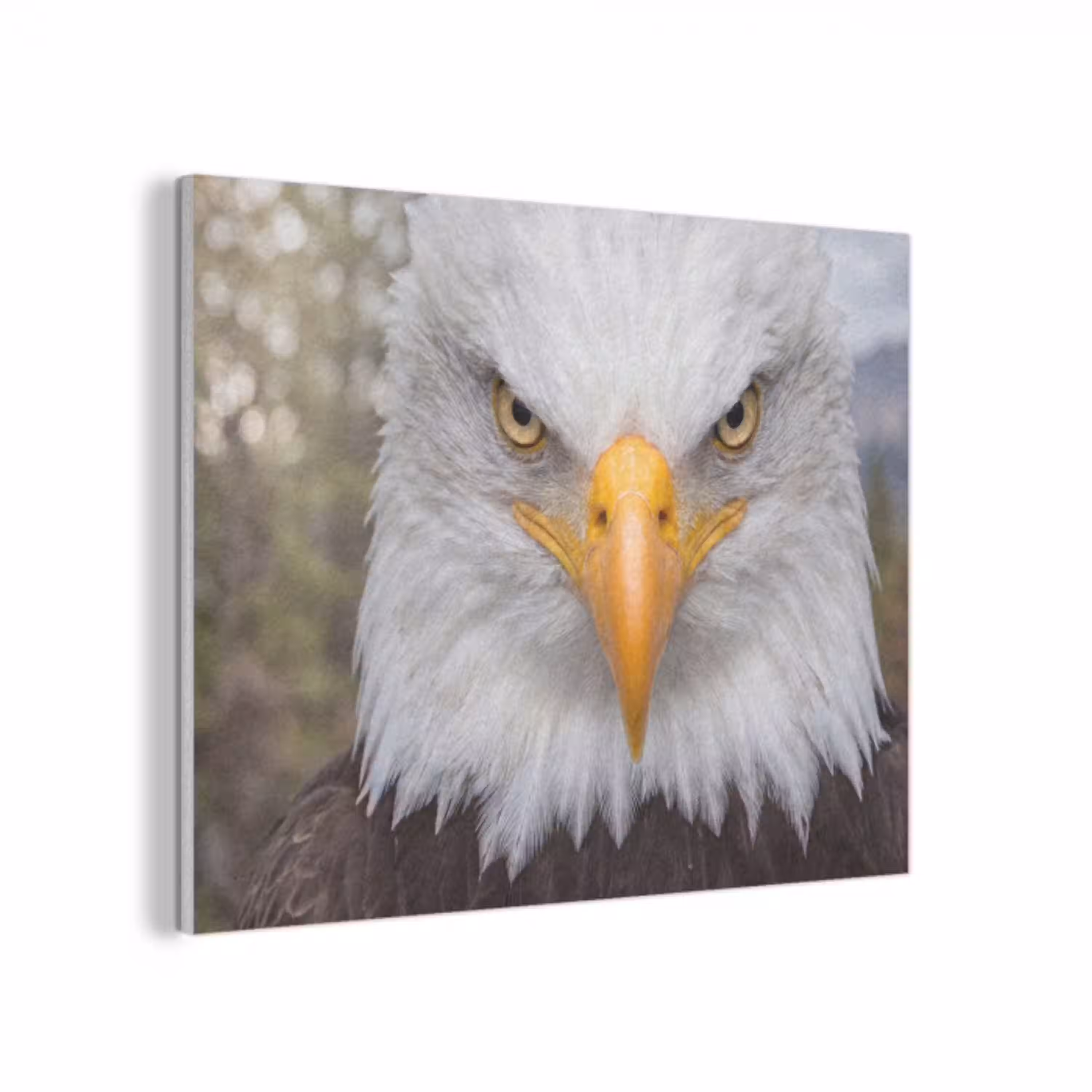 Amerikaans - Zeearend - Portret - Geel PET vilt klein -3d