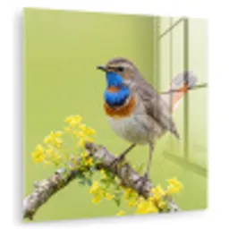 Vogel - Tak - Natuur - Kleurrijk plexiglas 5mm klein -zzzproduct_nieuw