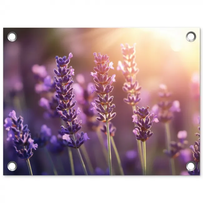 Lavendelbloemen - Paars - Zonlicht tuinposter los doek klein -3d
