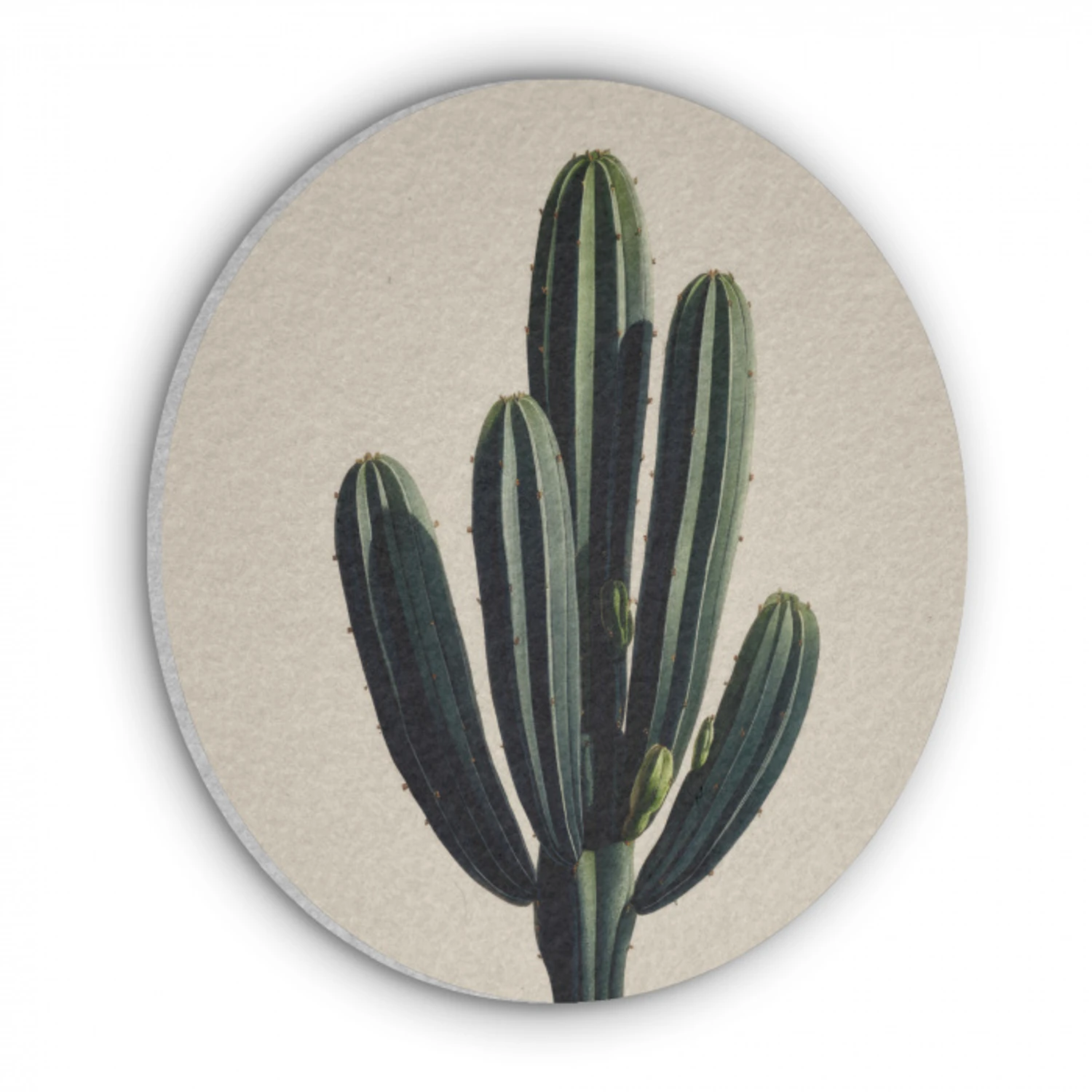Cactus - Subtiel - Groen Akoestische PET Vilt - Rond klein -3d