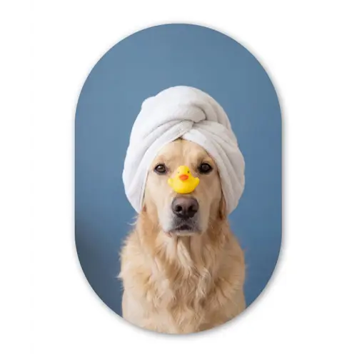 Hond - Badeend - Geel Wandcirkel Ovaal Forex klein -3d