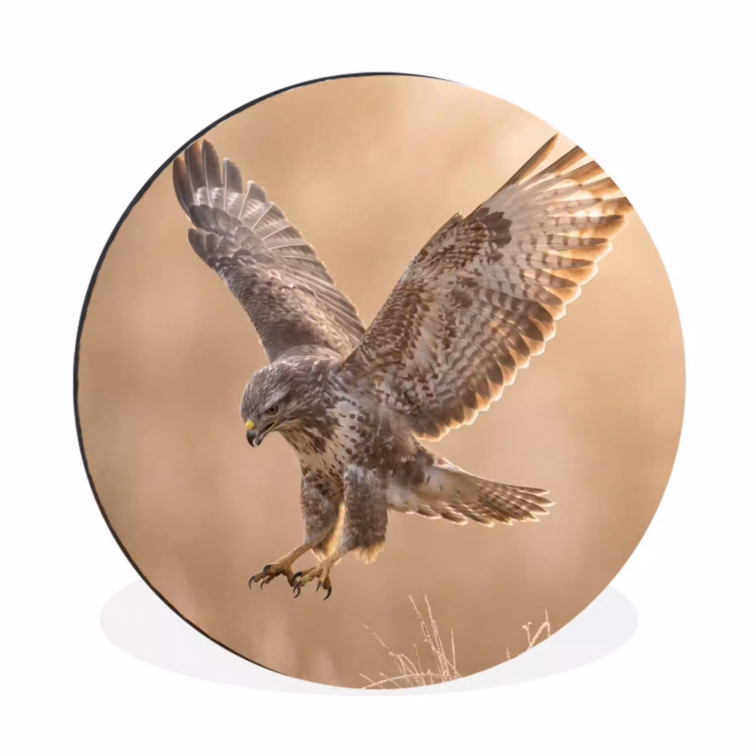 Buizerd - Roofvogel - Natuur - Bruin Wandcirkel aluminium klein -3d