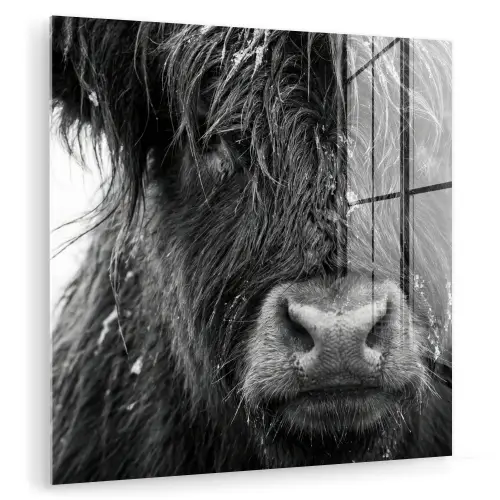 Schotse hooglander - Zwart - Wit - Sneeuwvlokken plexiglas 5mm klein -zzzproduct_nieuw