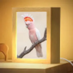 Papagaai - Tak - Roze Light Box met kabel (Kinderlampje) klein -zzzz_3d_website