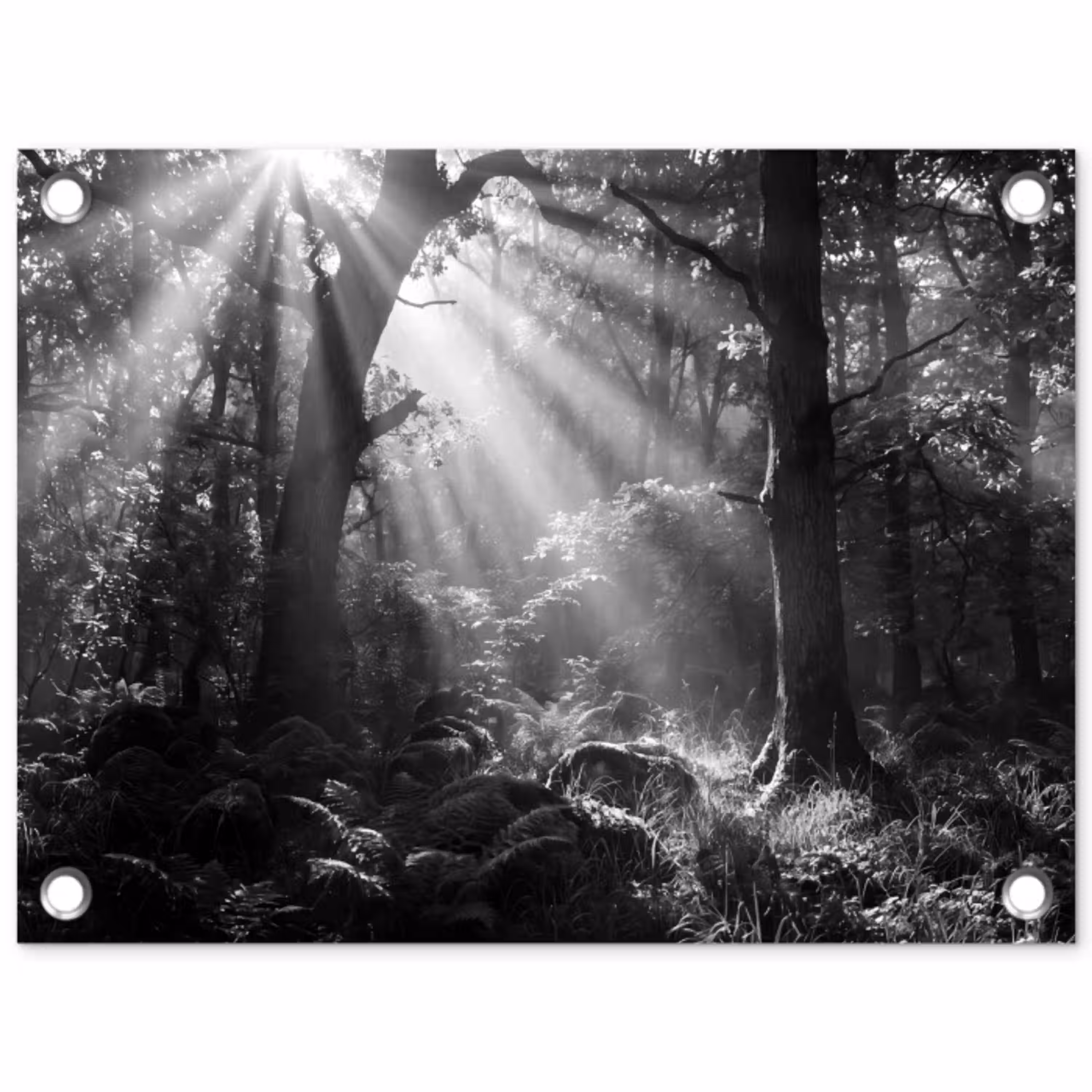 Bos - Lichtstralen - Natuur - Zwart-wit tuinposter los doek klein -3d