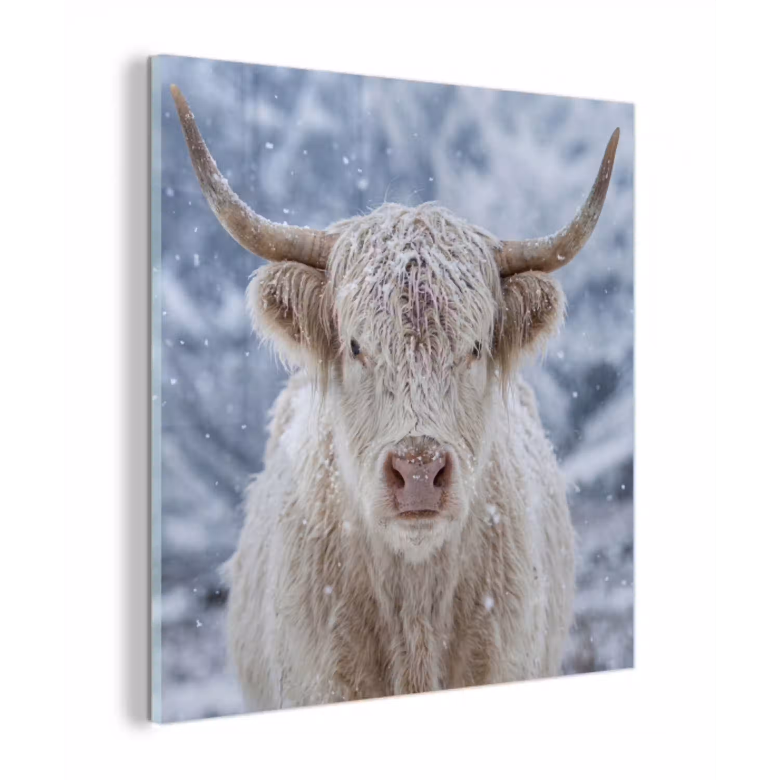 Schotse Hooglander - Sneeuw - Bergen - Winter plexiglas 5mm klein -z3d