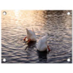 Eenden - Water - Natuur tuinposter los doek klein -3d