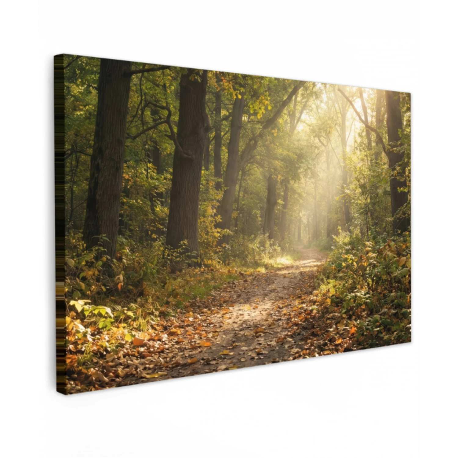 Zonlicht - Bospad - Bomen Tuinposter op houten frame 2 cm dik klein -3d