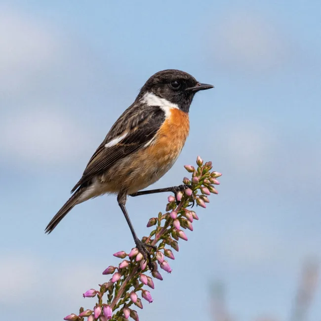 Behang - Roodborsttapuit - Heide - Paars - Natuur - Sfeervol