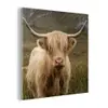 Schotse hooglander - Bergen - Grasveld plexiglas 5mm klein -z3d