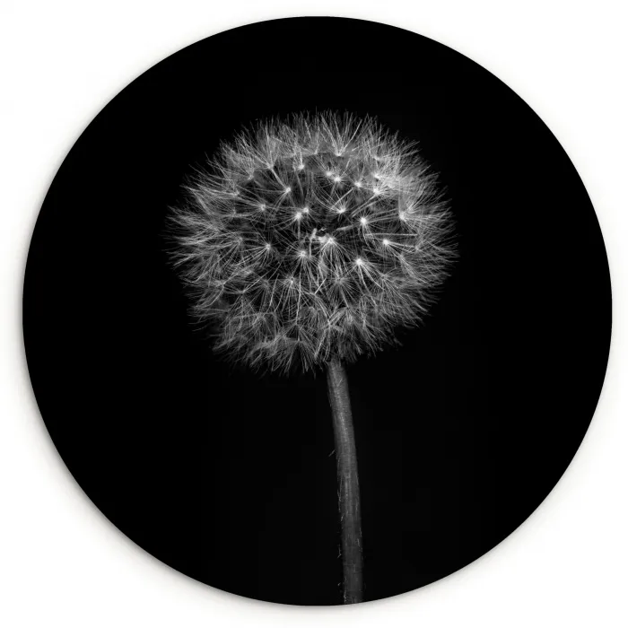 Paardenbloem - Zwart - Bloemen - Botanisch Wandcirkel kunststof plaat 5mm dik klein -3d