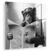 Chimpansee - Aap - Krant - WC - Humor plexiglas 5mm klein -zzzproduct_nieuw