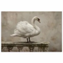 Zwaan - Elegant - Dieren - Wit poster papier klein -3d