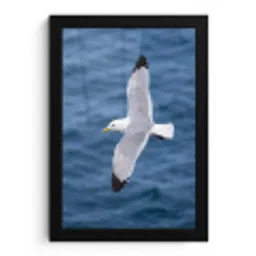 Zeemeeuw - Oceaan - Blauw fotolijst zwart zonder passe partout klein -3d