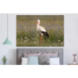 Ooienvaar - Bloemen - Weide - Kleurrijk forex 5mm xxl -slaapkamer