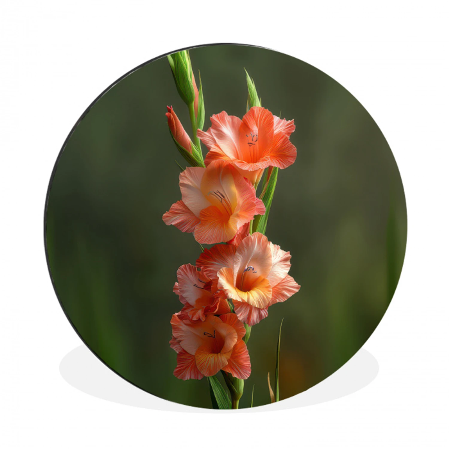Bloem - Gladiolen - Zalmroze Wandcirkel aluminium klein -3d