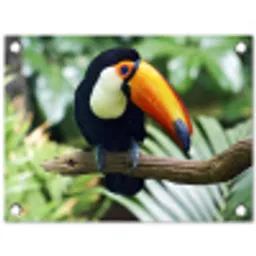 Toekan - Vogel - Jungle tuinposter los doek klein -3d