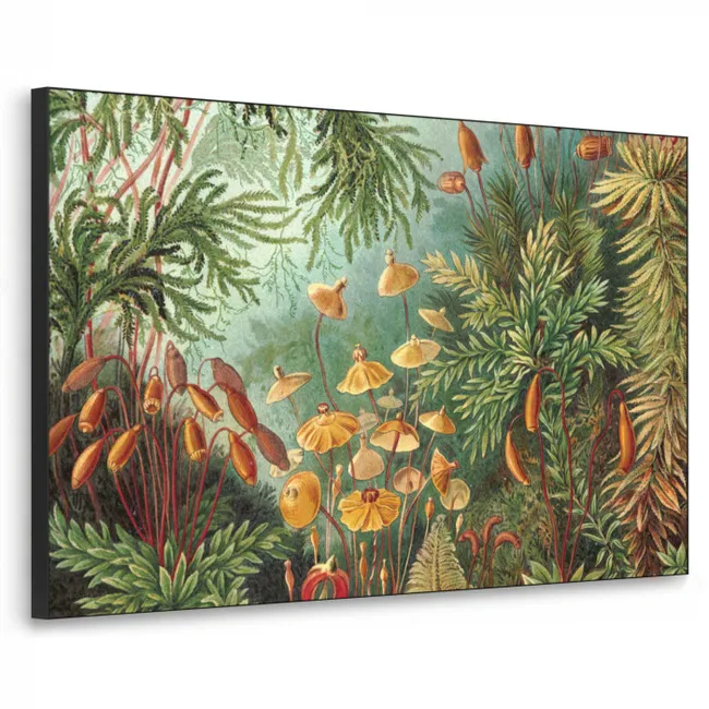 Art Frame - Alte Meister - Kunst - Muscinae - Haeckel