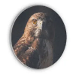 Roofvogel - Buizerd - Bruin Akoestische PET Vilt - Rond klein -3d