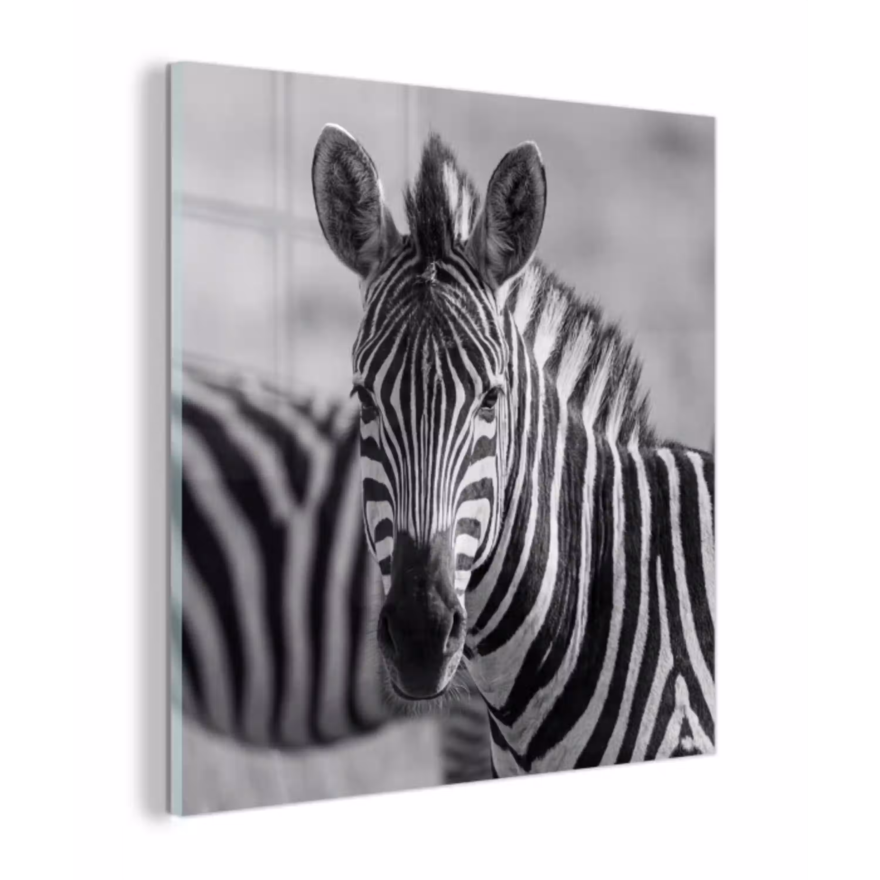 Zebra's - Zwart - Wit plexiglas 5mm klein -z3d