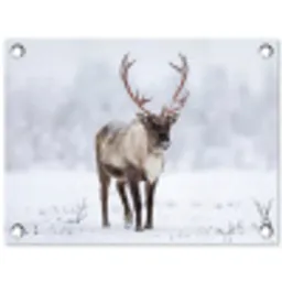 Rendier - Gewei - Toendra - Sneeuw - Wild tuinposter los doek klein -3d