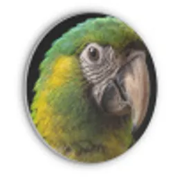 Ara - Portret - Groen Akoestische PET Vilt - Rond klein -3d