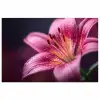 Roze - lelie - Dauwdruppels poster papier klein -3d