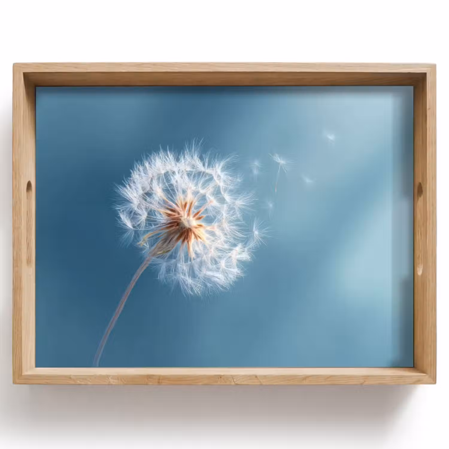 Dienblad - Paardenbloem - Wind - Blauw