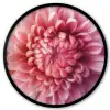 Dahlia - Bloem - Close up - Roze Fotolijst rond zonder passe partout klein -3d