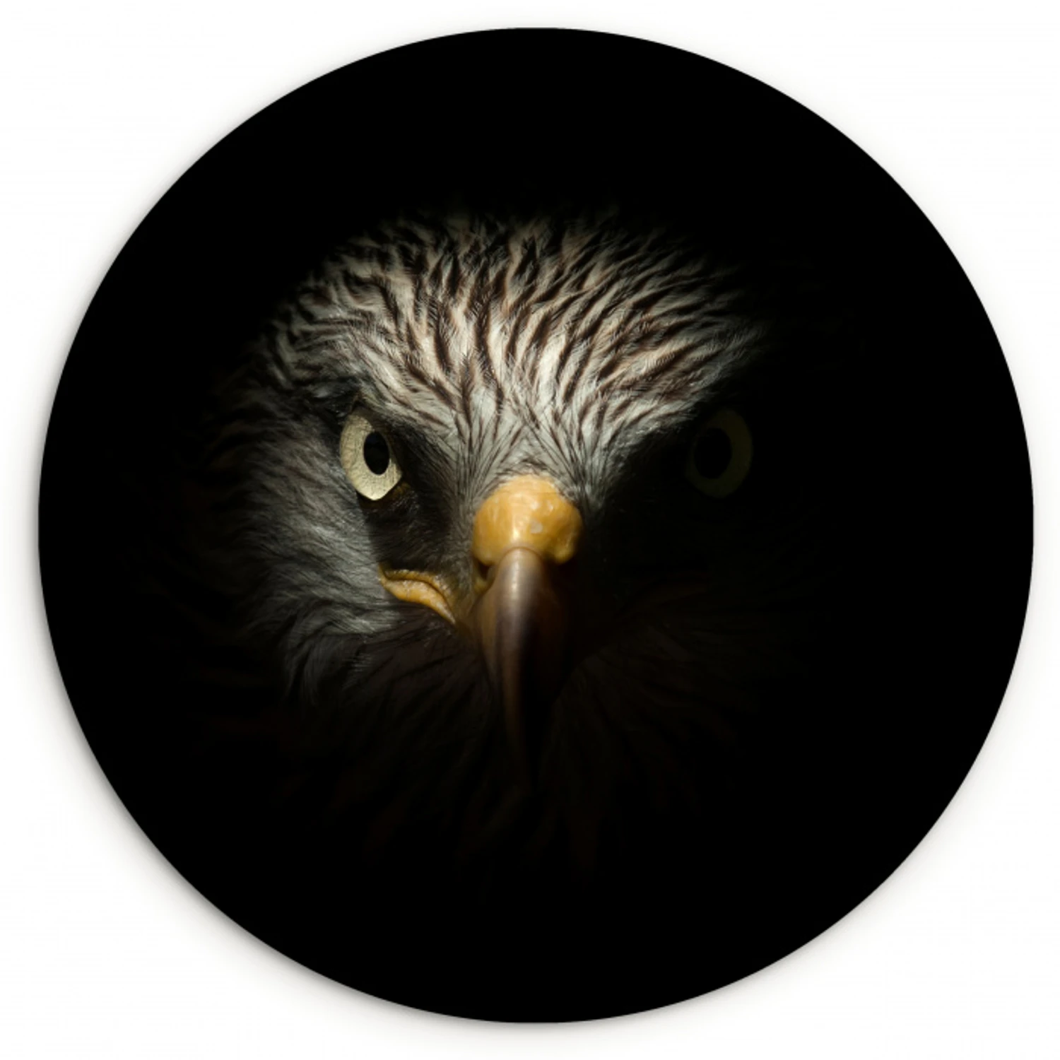 Vogel - Adelaar - Roofvogels - Oog - Snavel - Licht Wandcirkel kunststof plaat 5mm dik klein -3d