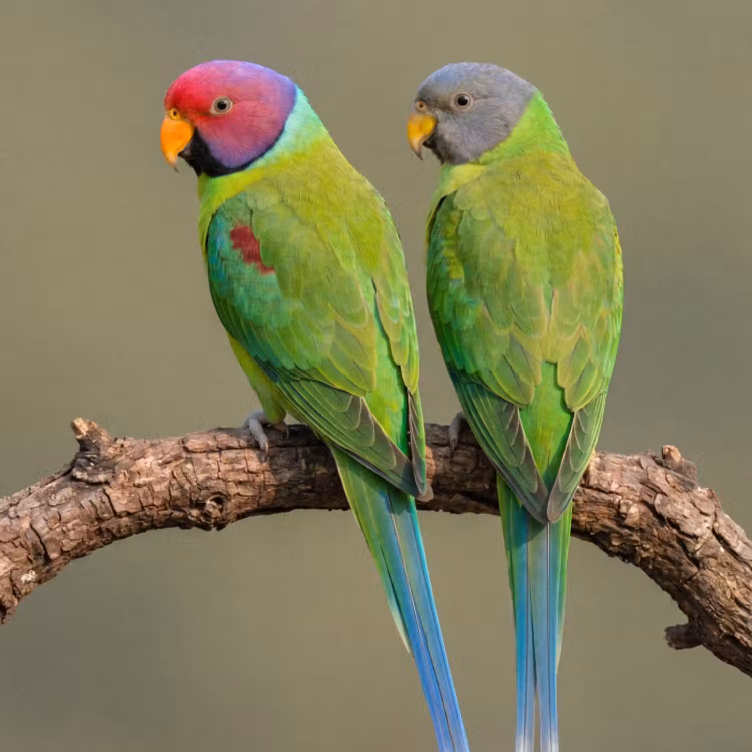 Behang - Papagaai - Tak - Natuur - Kleurrijk