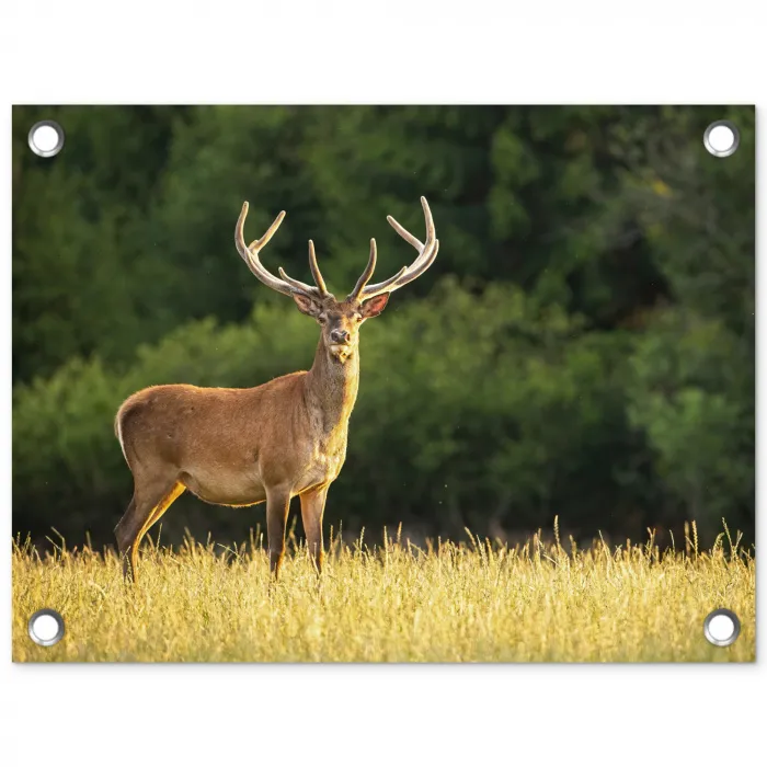 Hert - Gewei - Gras - Natuur - Dieren - Groen tuinposter los doek klein -3d