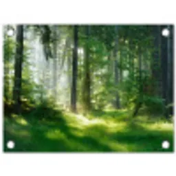Zonnestralen in een groen bos tuinposter los doek klein -3d