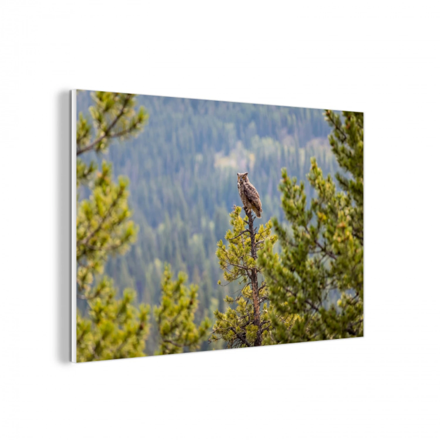 Uil - Oehoe - Bomen - Natuur forex 5mm xxl -3d