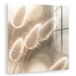 Hazestaartgras - Wit - Zonlicht plexiglas 5mm klein -zzzproduct_nieuw