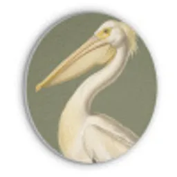 Pelikaan - Wit - Vogel - Klassiek - Natuur Akoestische PET Vilt - Rond klein -3d